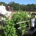 Butterflies love Marigolds and even the blossoms on our purple podded peas!