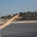 Palestine 2
