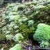 Moss