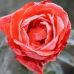 Frozen Rose