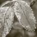 Leaves of Rose