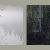 The Forest