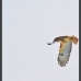 Bird in Flight