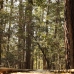 In the forest