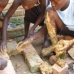 Kasiisi student trying out a 16 brick rocket stove