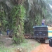 Plantation workers collecting the fruit from the palm oil tree, from which the oil is extracted.