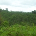 Beautiful forests of Tembak.