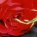 Flower 3