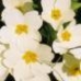 Flower 4