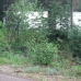 A bear...so cute