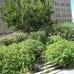 High Line