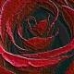 Rose?