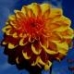 flower3