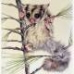 Alpine sugar glider possum