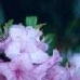 Perfect Pink